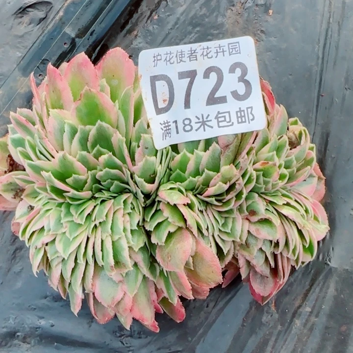 多肉法师倾城缀化