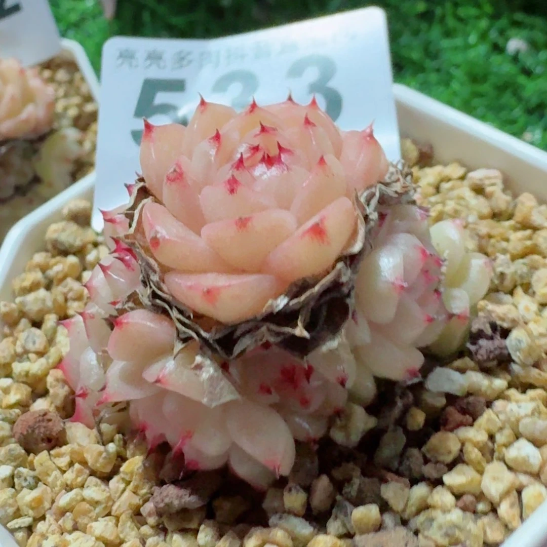 麦秆         精品多肉