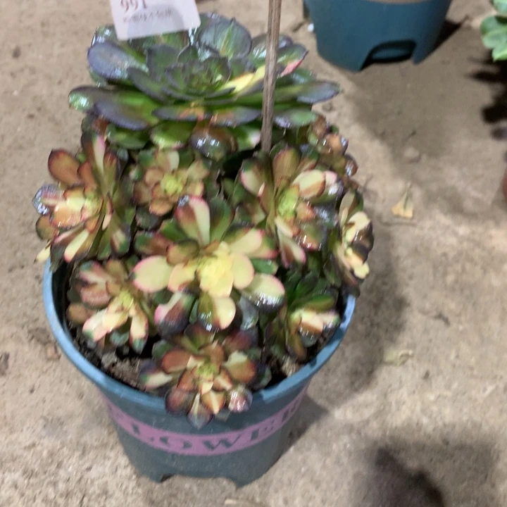 991海王七彩多肉植物特价