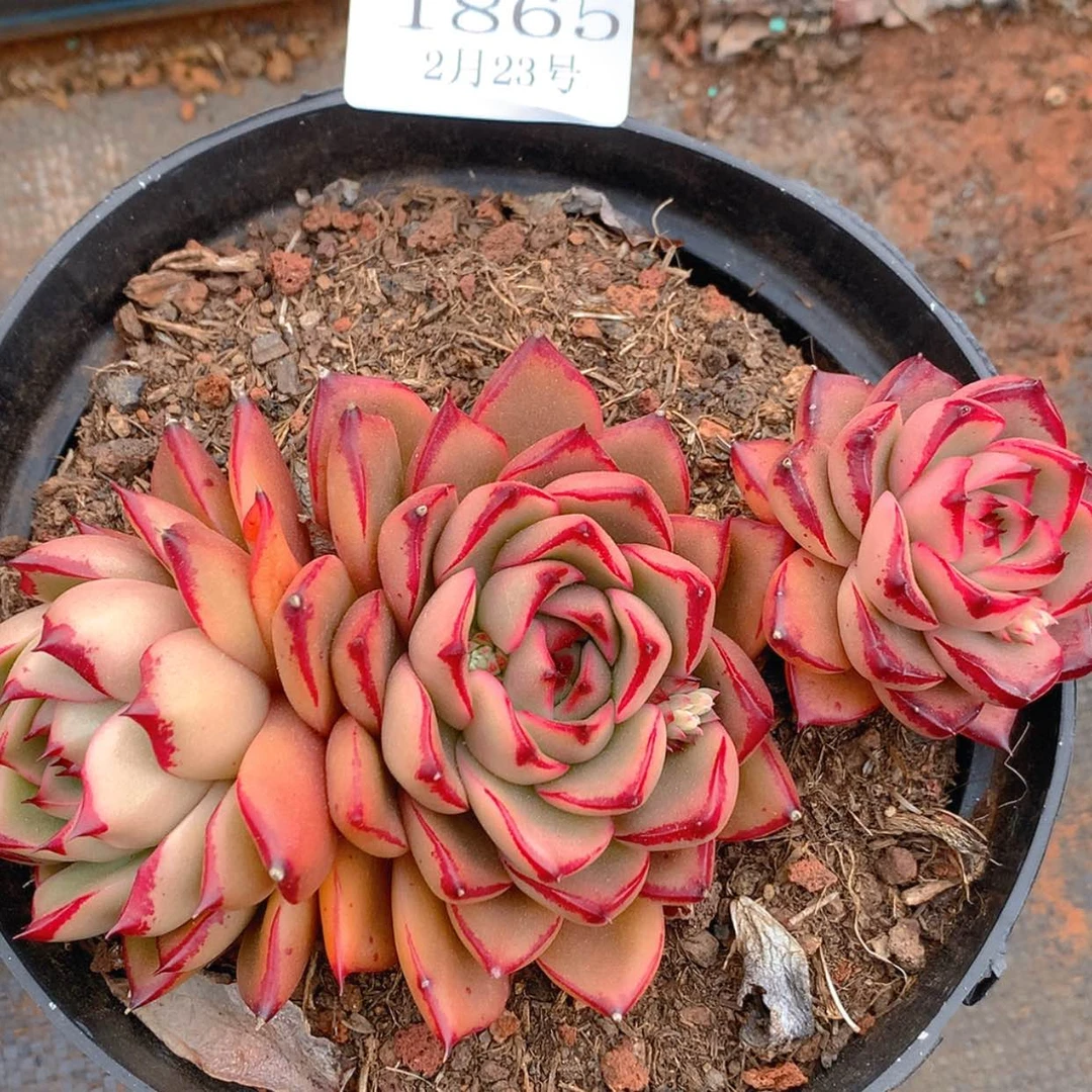 【闪购商品】云1865