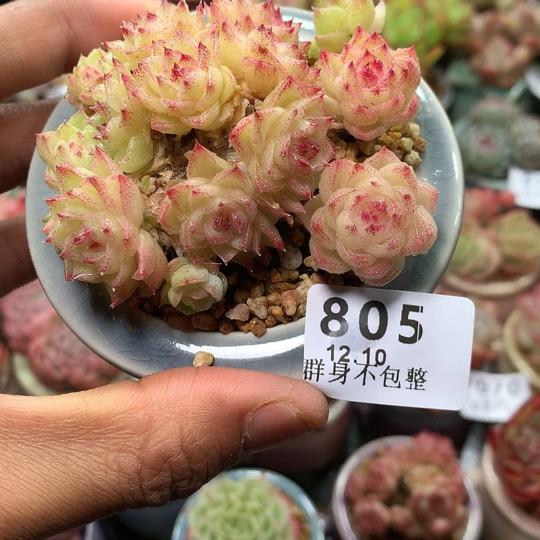 精控拇指盆12.10805