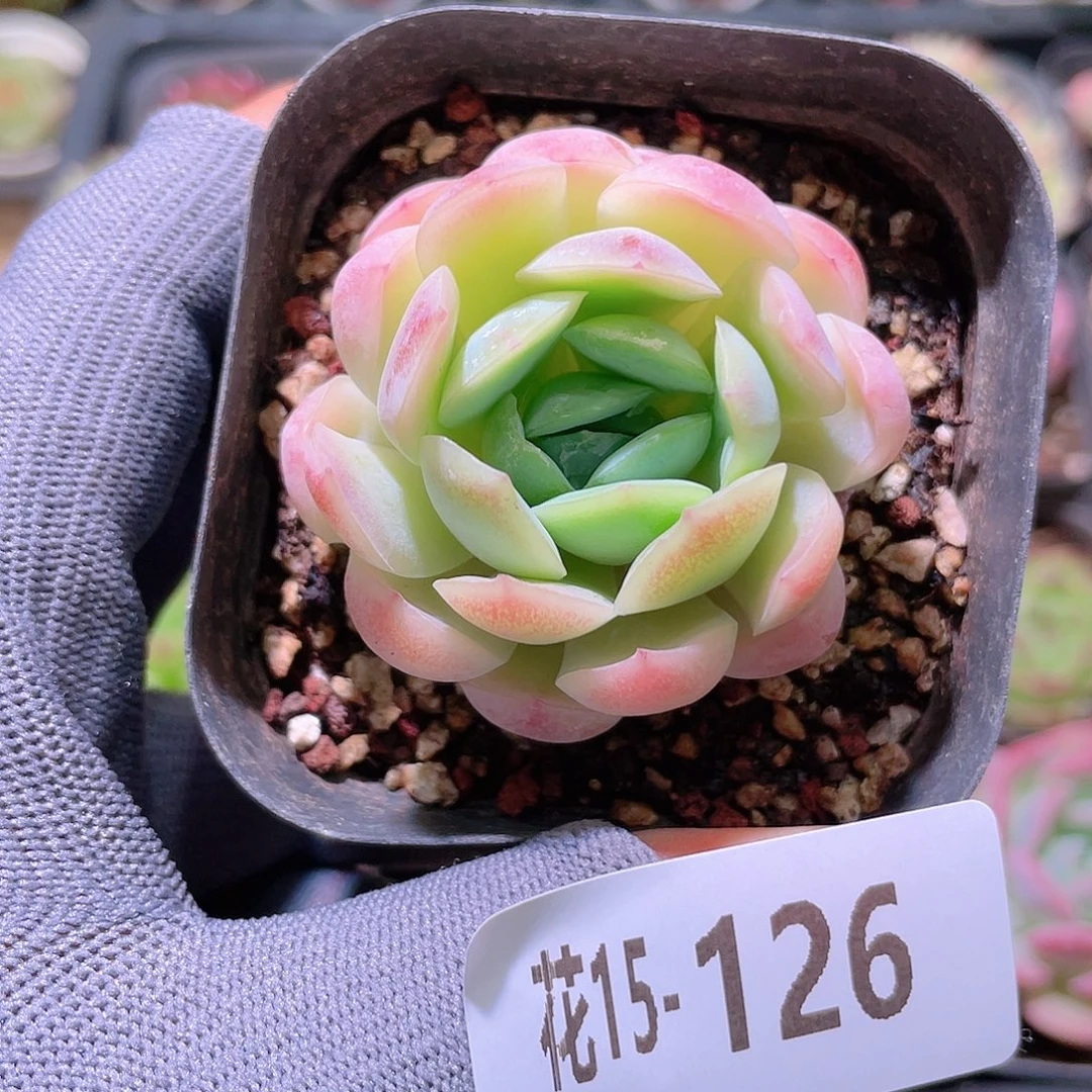 花利美15-126贝瑞