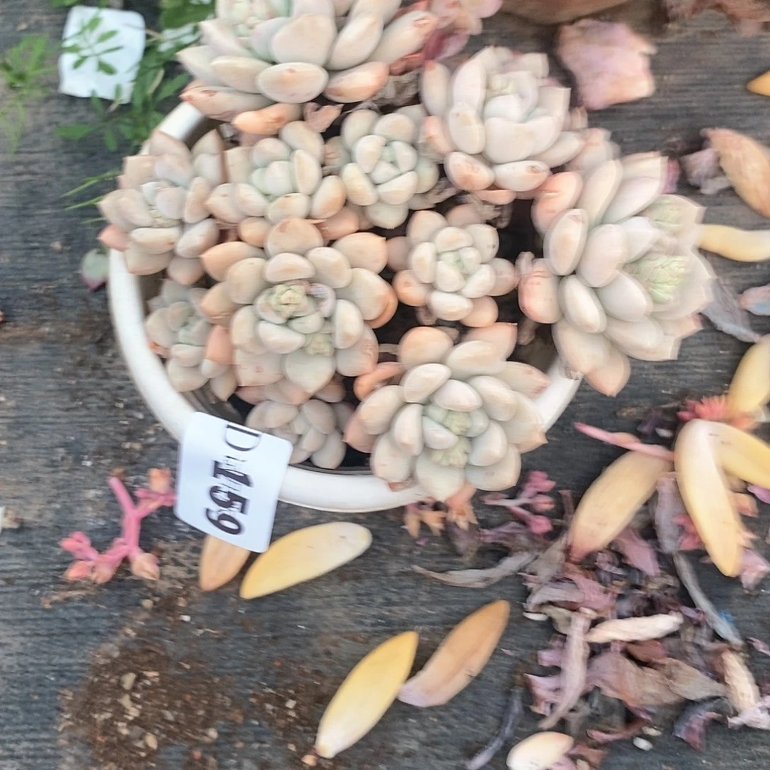 用****7159老多肉我香水