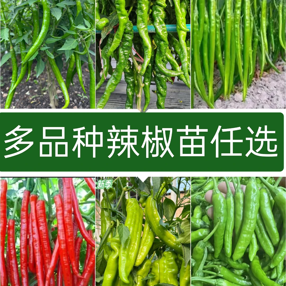 基地量大  (专属链接)咨询客服番茄辣椒茄子