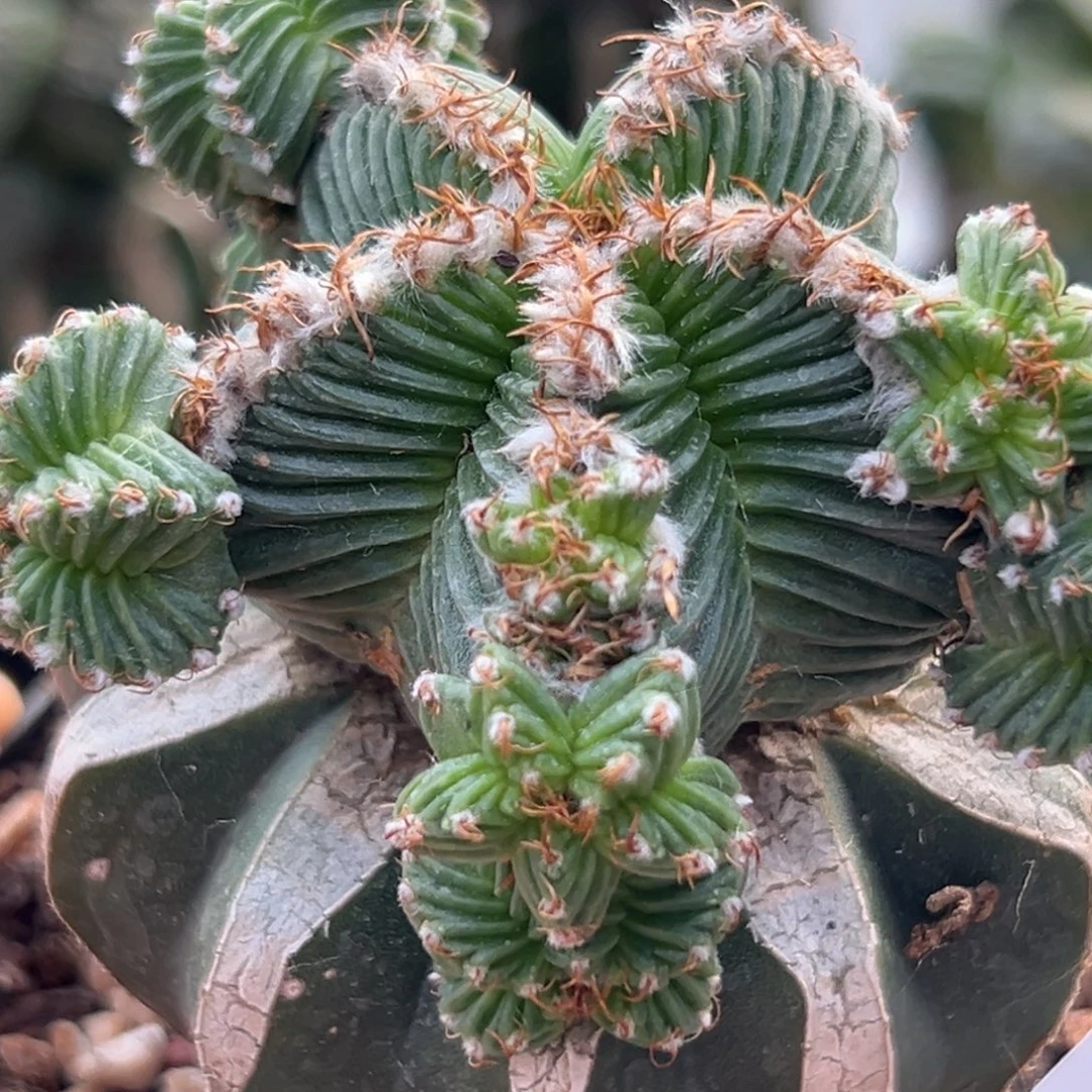 562  晾一个月上盆