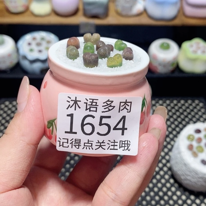 花****带盆土植物 一物一拍 1654