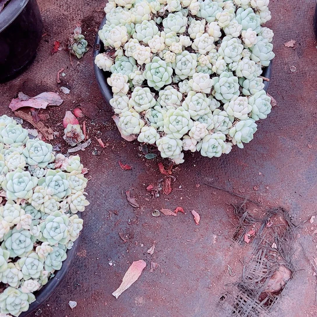 厚叶月影多头群生精品特价