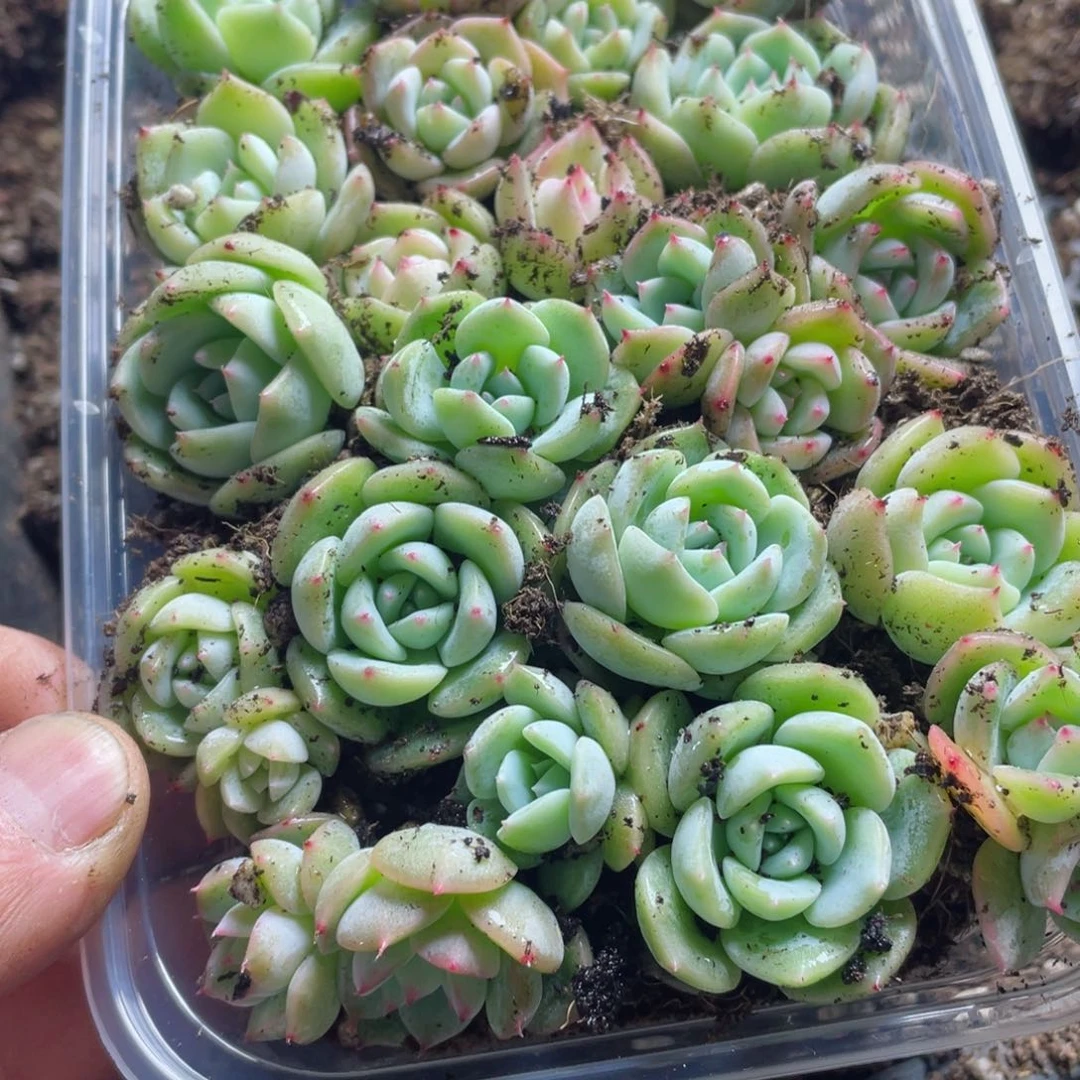 念***✪新月珍妮一物一拍267
