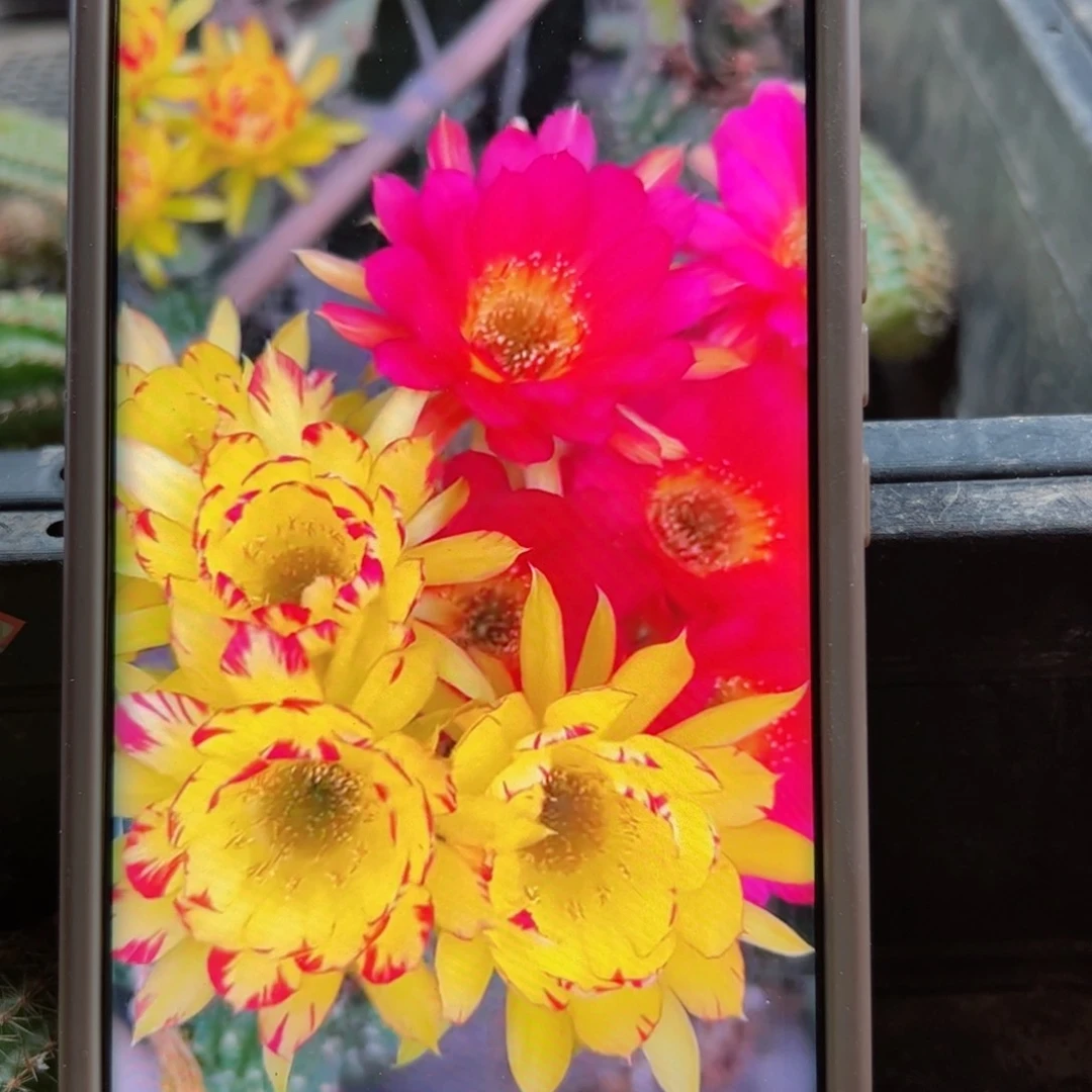 下24丽花变色龙歪无根侧芽2一3公分左右20包邮