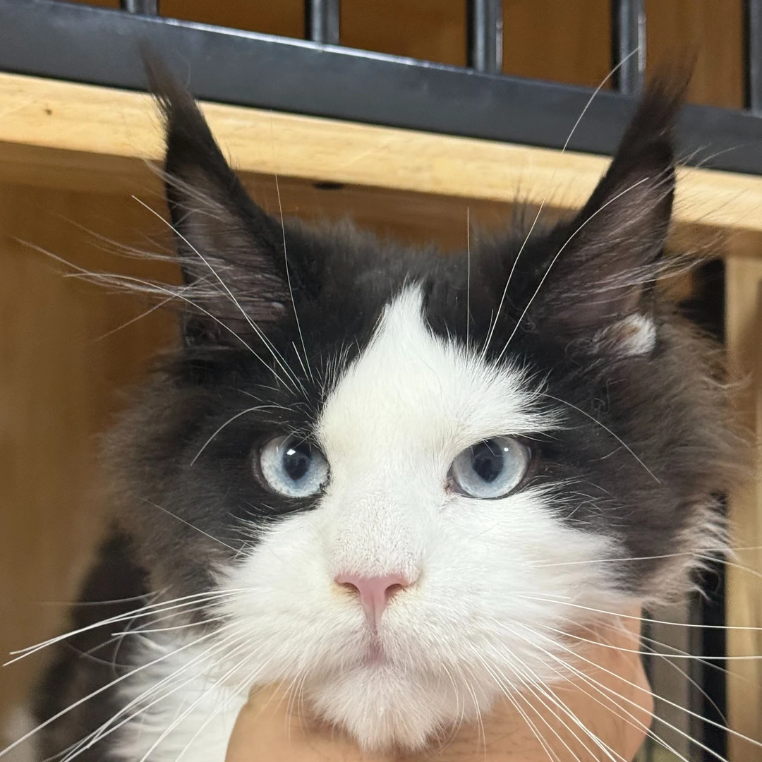 来了姊妹-黑白蓝眼缅因猫 弟弟 Y9