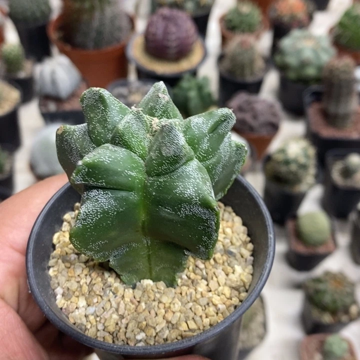 实生银纱龟甲特价福利