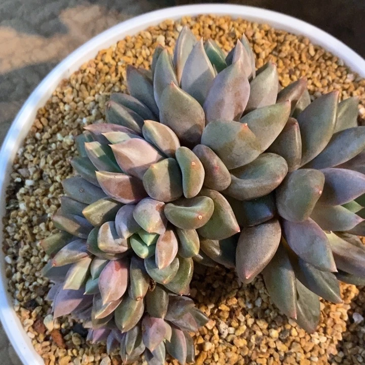 孙*娘我是真的很喜欢