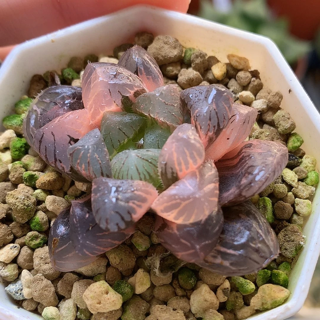 紫罗兰玉露锦带盆土发货tu