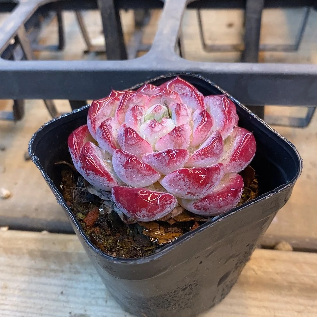 团。紫罗兰。福利多多