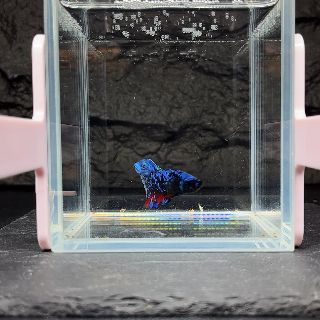 海水鱼宙斯斗鱼竞拍11-17