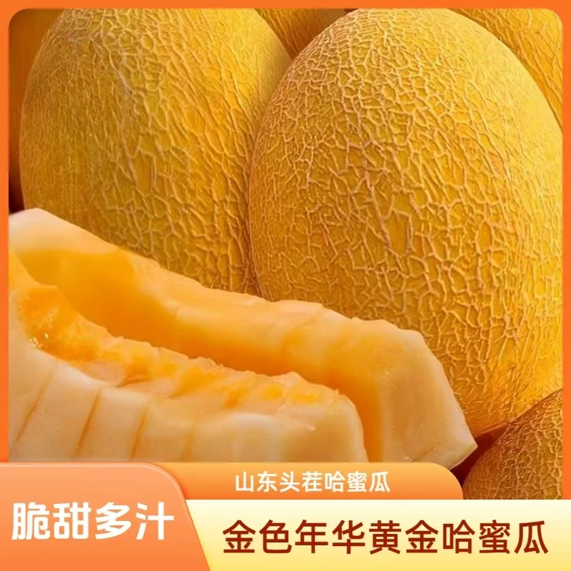 [顺丰发货]金色年华黄金哈密瓜凤金6号新鲜脆甜多汁水果山东发货