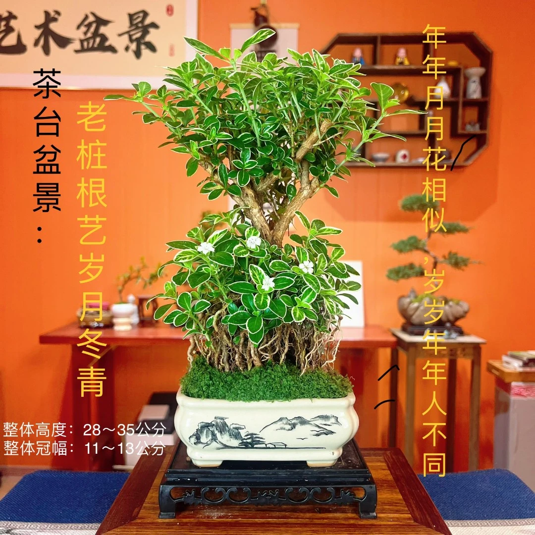 岁月冬青老桩金榜提名提根室内客厅茶室开花高度茶桌绿植盆栽