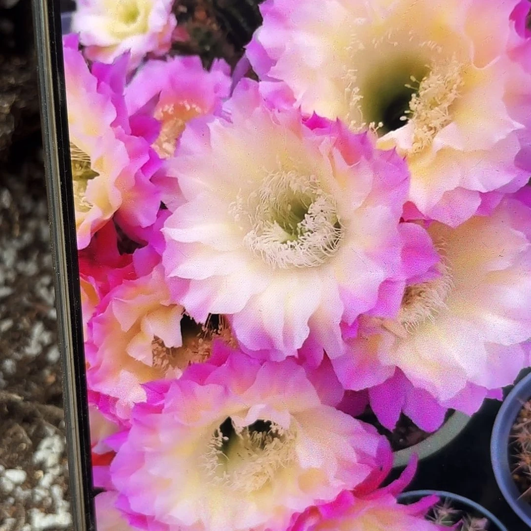 马丙无根侧牙四公分