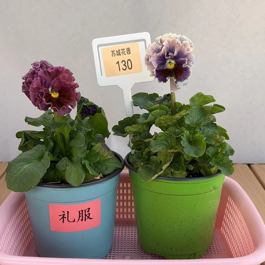 大部分开放少量花苞130