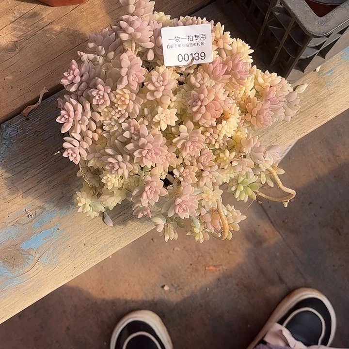 芳***）姬秋丽锦，不包损，介意勿拍