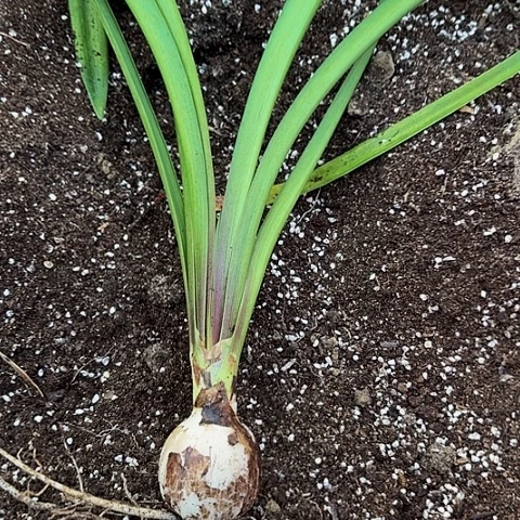 香皇后有标带土包对版4➕