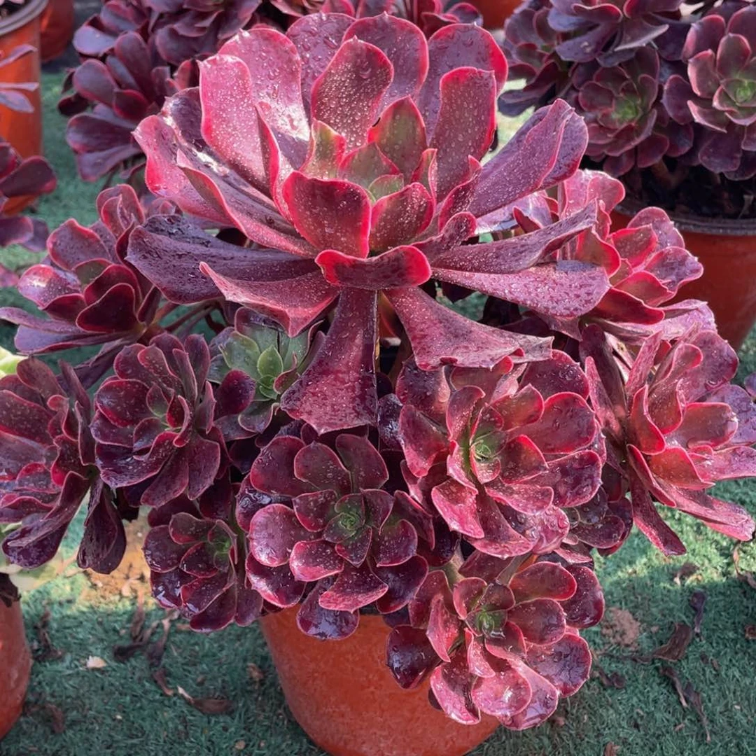 282凤冠精品法师多肉