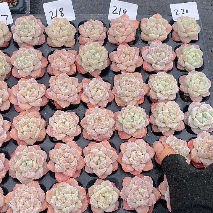 218-220 多肉植物盆栽花卉植物