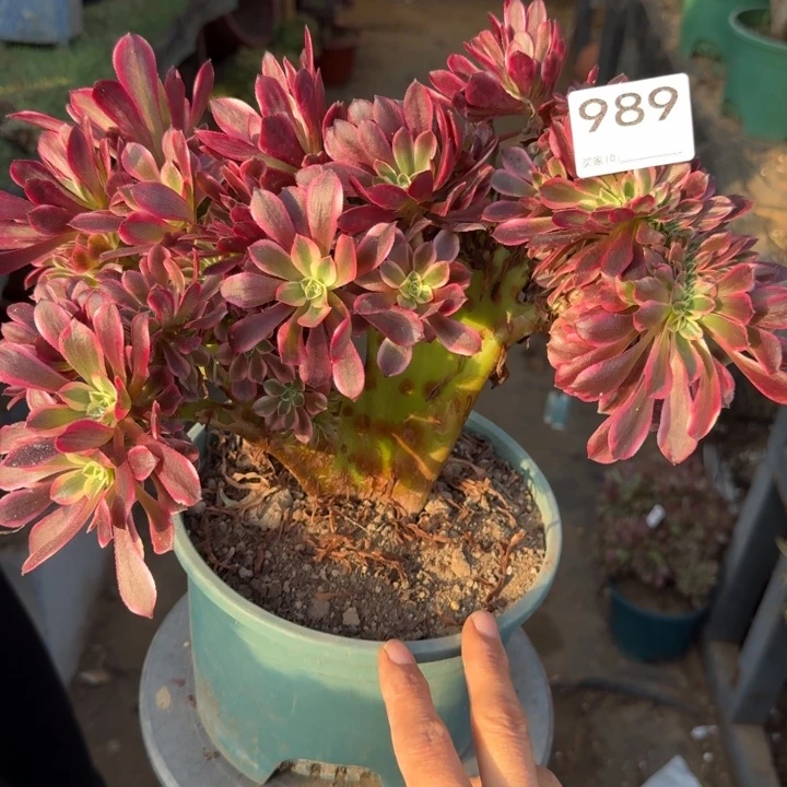 美杜莎法师锦缀化有伤989