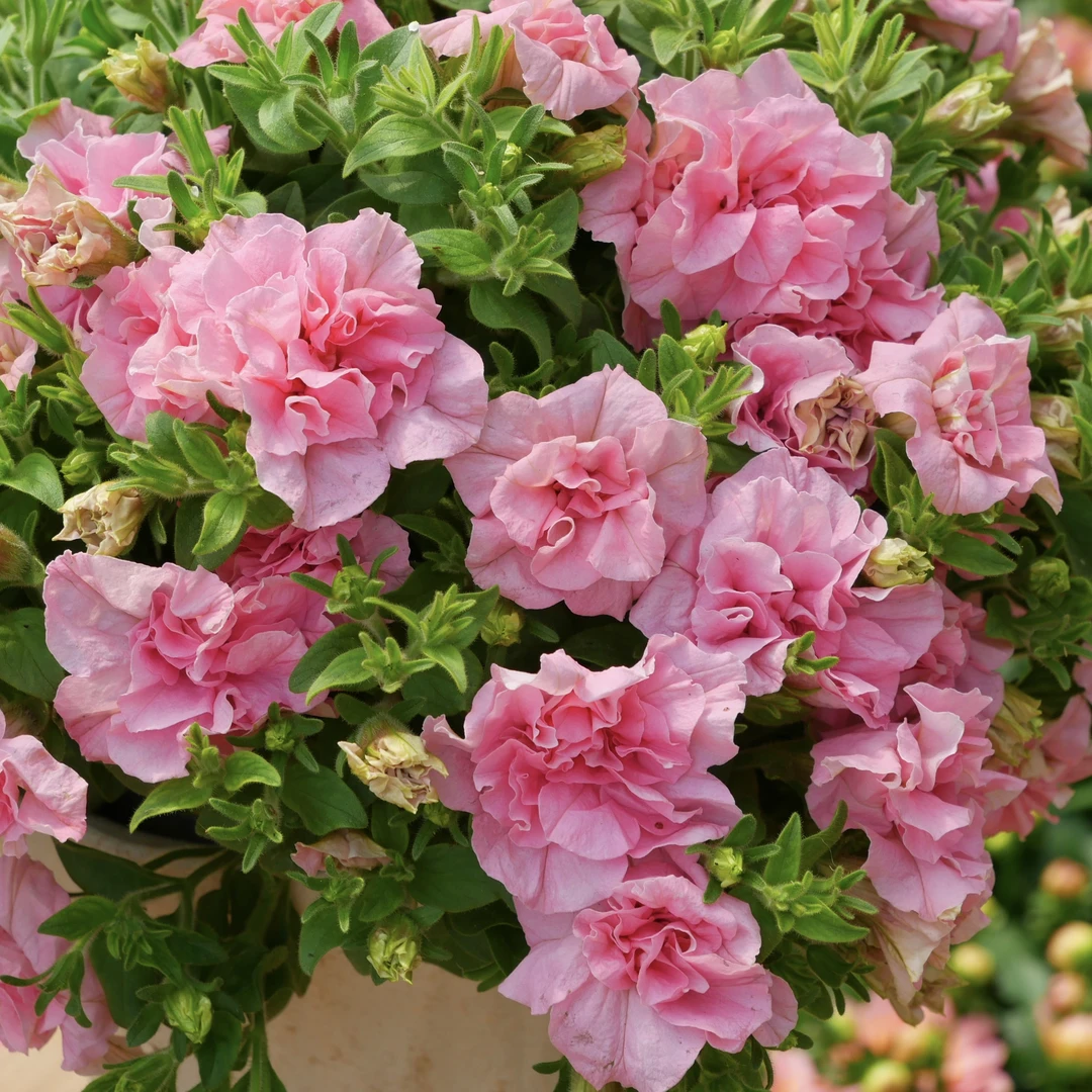 矮牵牛【维多利亚】重瓣丛生盆栽庭院阳台爆花强花卉新手易养护