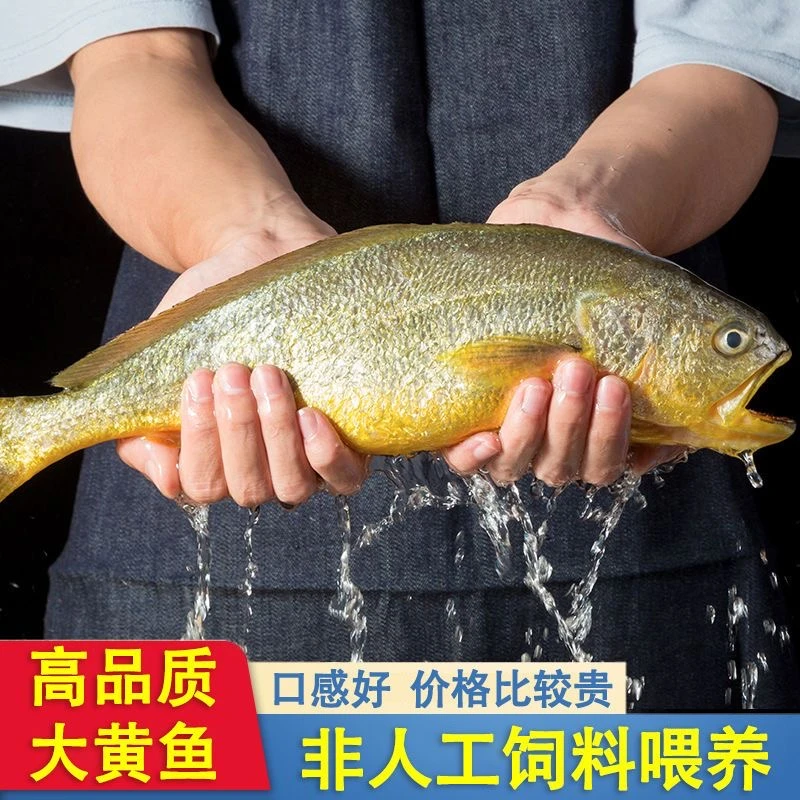 舟山大黄鱼新鲜冷冻深海鲜活黄花鱼生鲜海鲜水产年货礼盒春节送礼