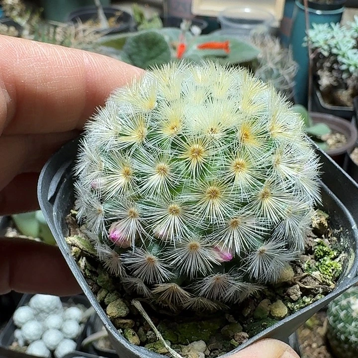 718佛头嘉文丸脱土发货