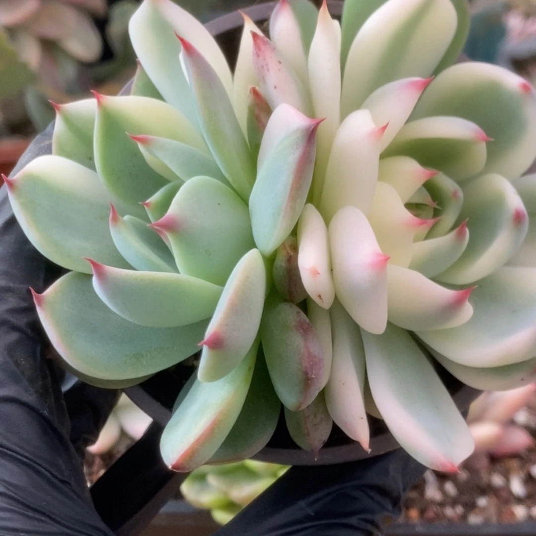325锦锦锦锦锦锦