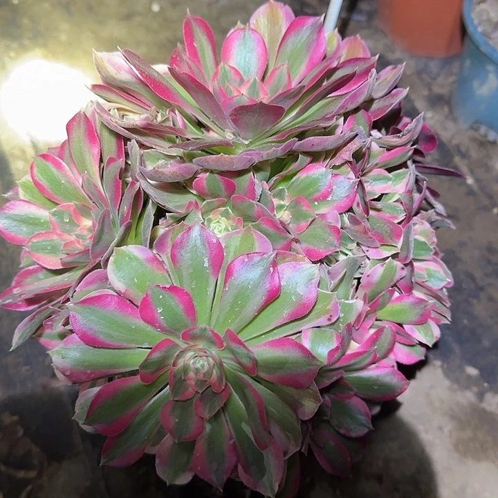 精品红女郎老桩开播福利20