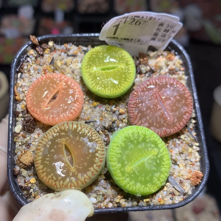 今天播完放假啦126.1