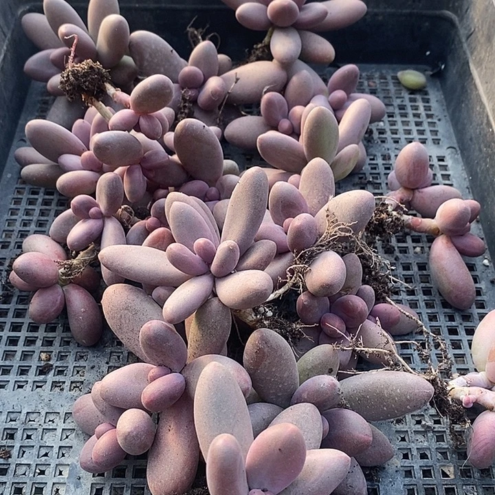 星****无花朵1723号一物一拍糖果