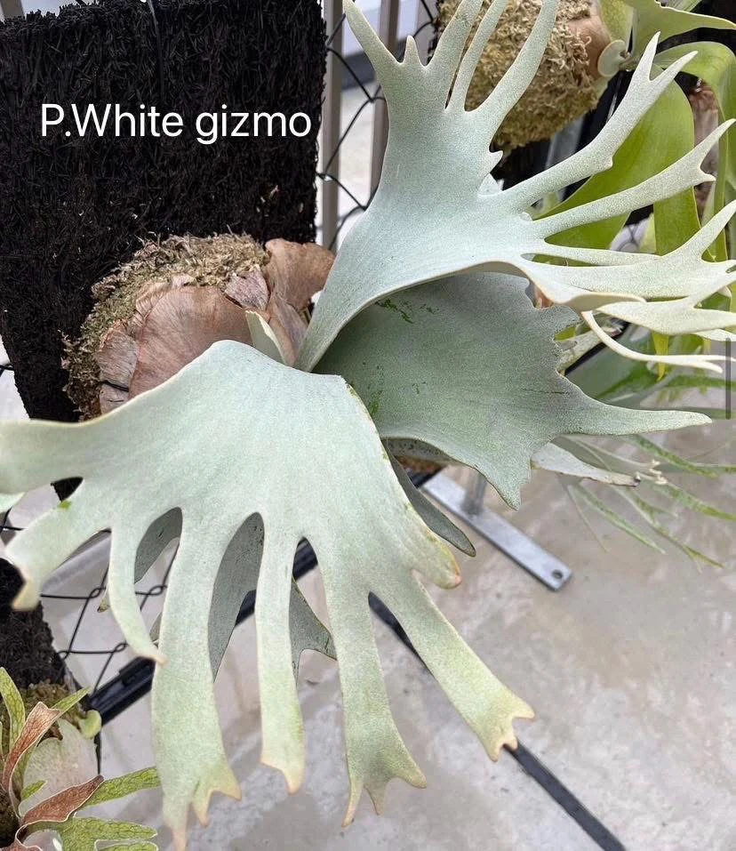 White Gizmo鹿角蕨/FSQ孢子苗特选/网红装饰墙挂/室内绿植盆栽