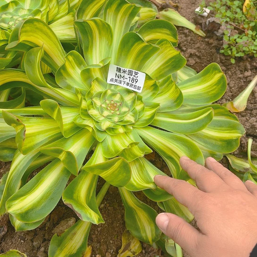 暴君多肉植物189