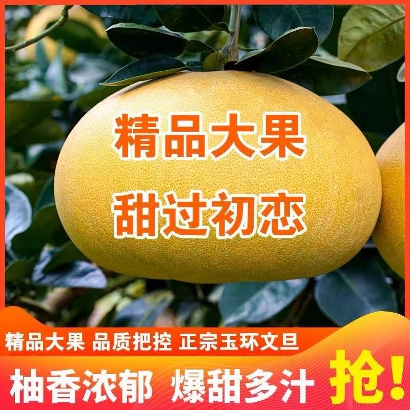 正宗玉环文旦柚子当季新鲜孕妇水果楚门蜜柚浙江台州大又甜白心柚