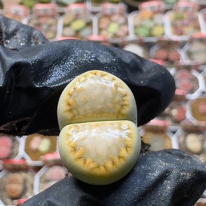 生石花2:。在。 31号