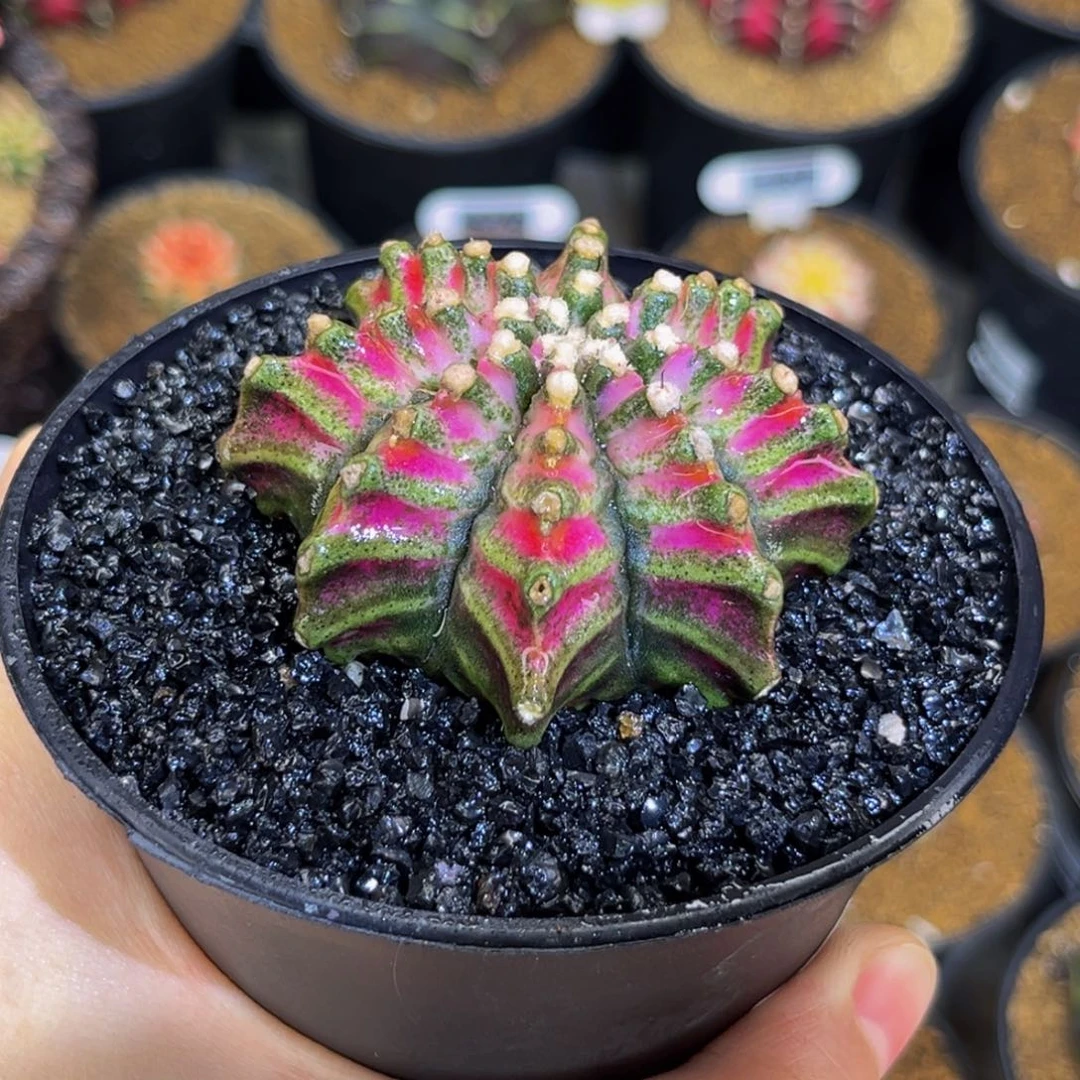 大型种肋骨海神 米哈仙人球