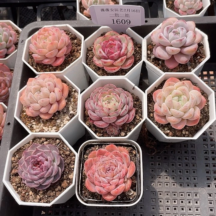 薇薇安园艺多肉1609