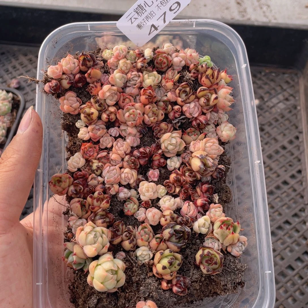 云糖心多肉植物479