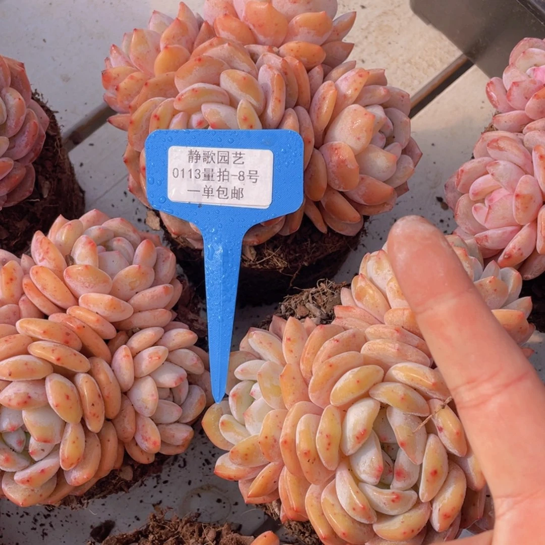 0113-8-全状态雪天使四头梦露