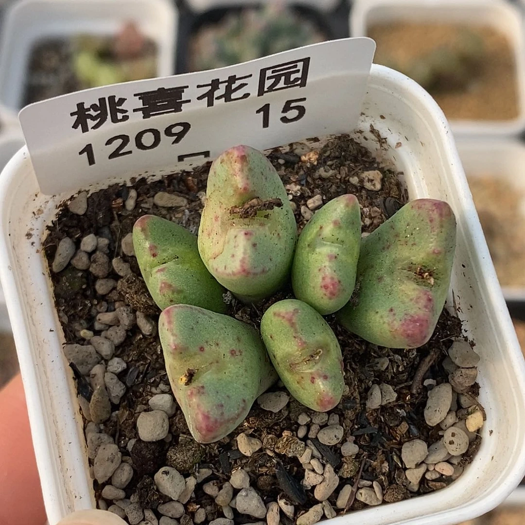 1209-15-元宝福利。