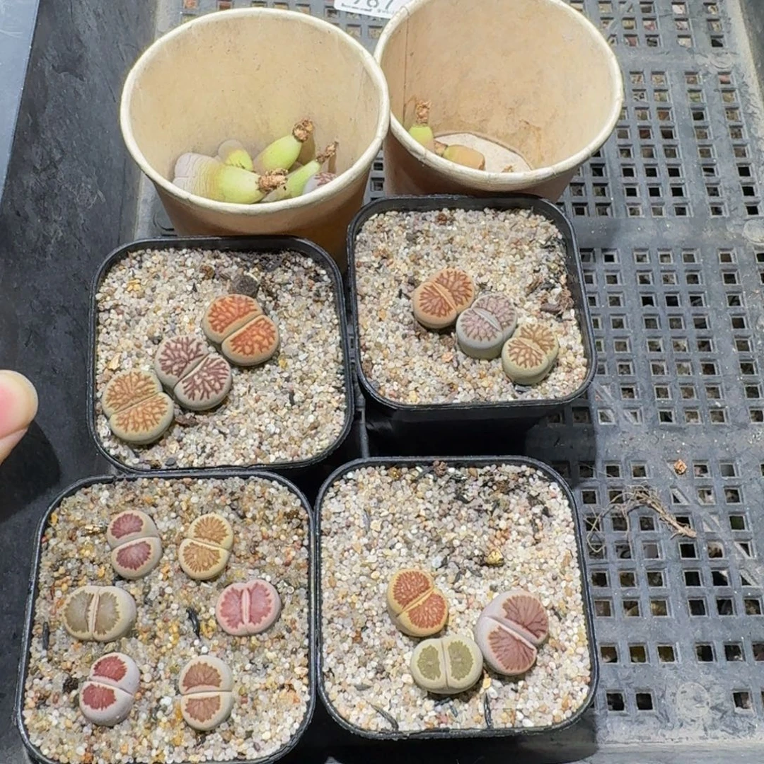 胖***胖Ssss精品生石花987