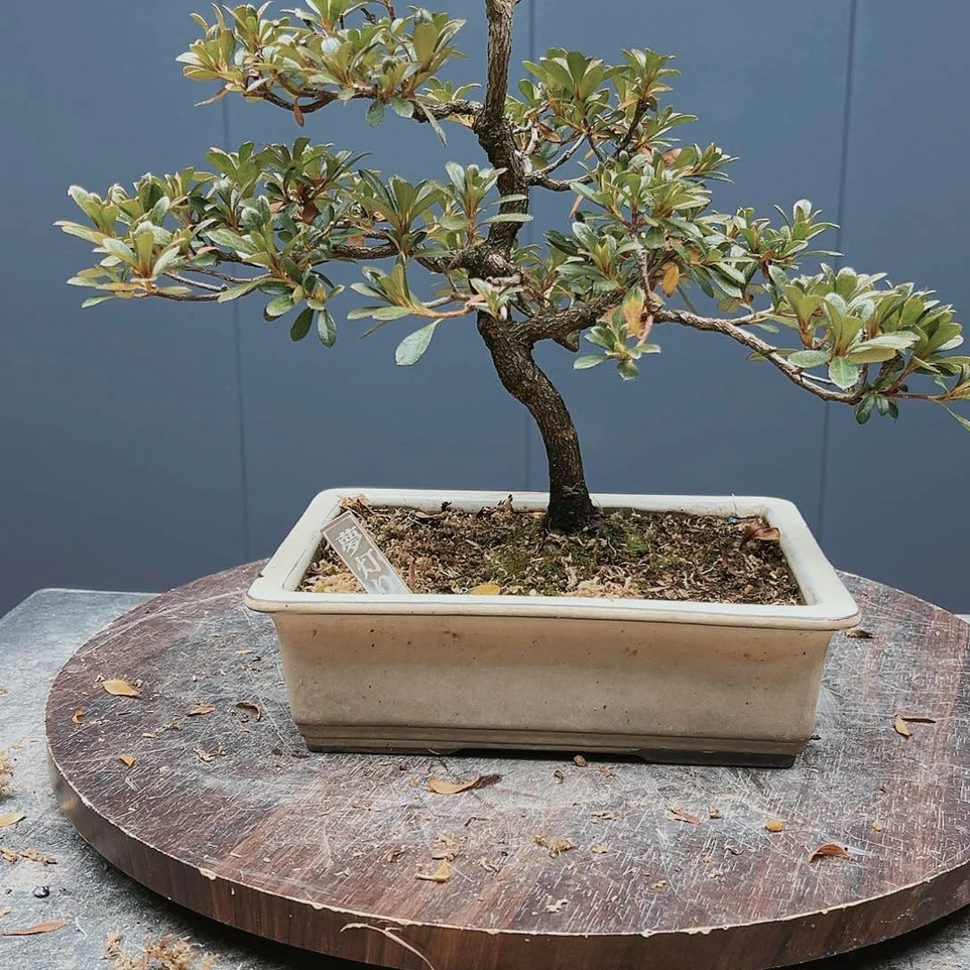 盆景皋月杜鹃1117皇***哖