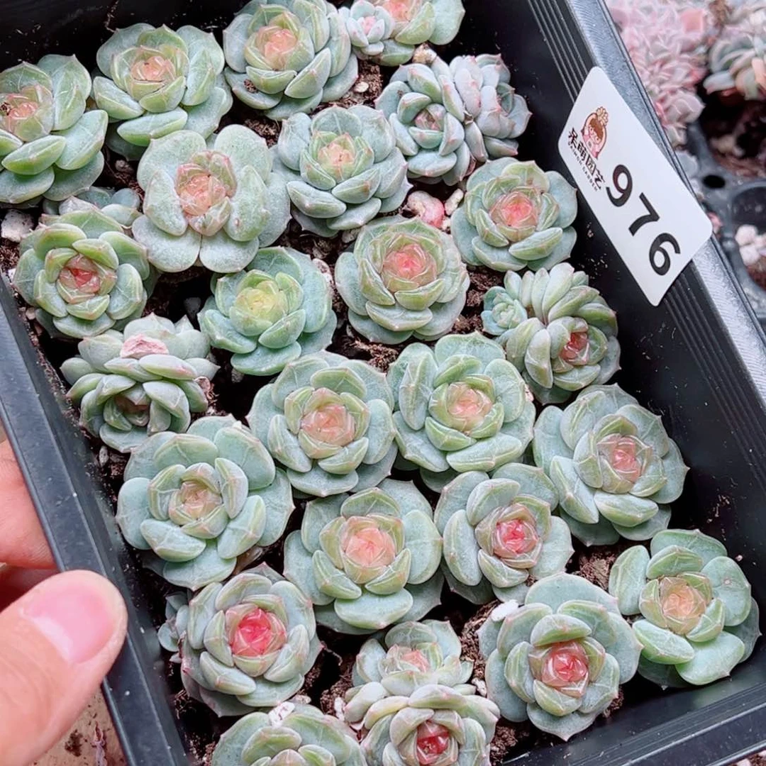 当前无花朵，栽培后可花朵紫****x