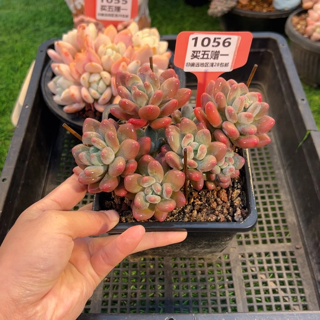 表妹精品多肉1056.