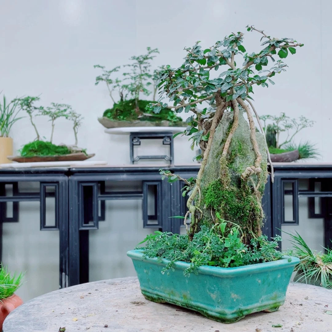 方*铁线蕨铁线蕨铁线蕨