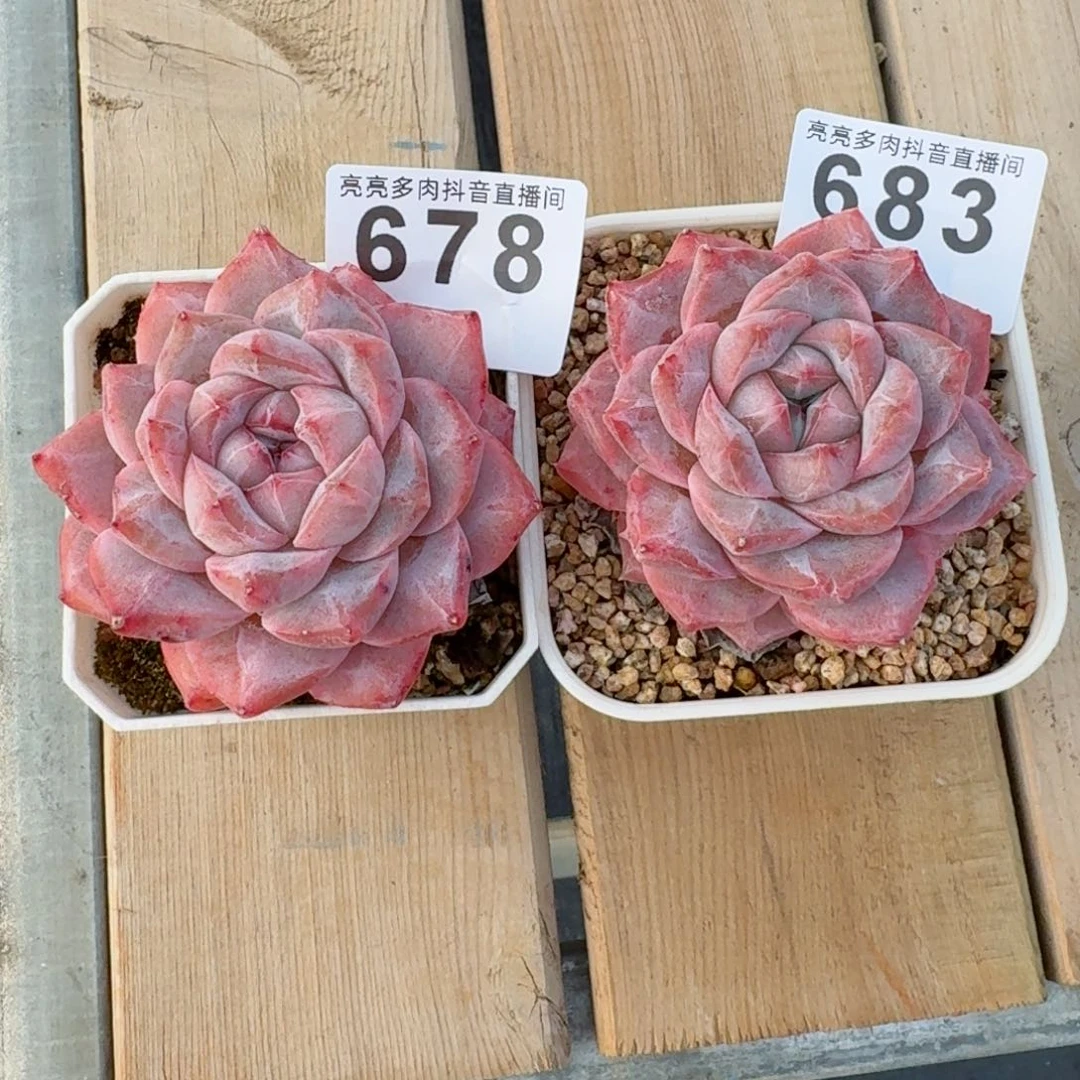 水*烟粉钻         精品多肉